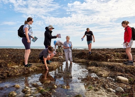 A group of seven adults seaweed search in rock pools at Rottingdean Beach.