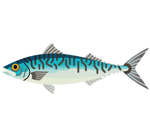 Atlantic mackerel