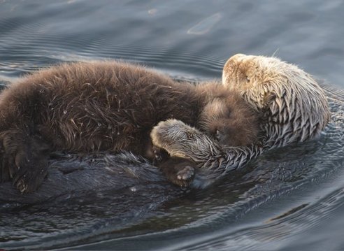 A close up of a female otter floating on its back. Its pup is laying on her front and is sleeping. The pup is slightly browner.
