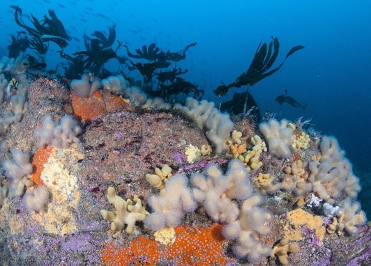 A colourful reef. Some coral and seaweed can be seen.