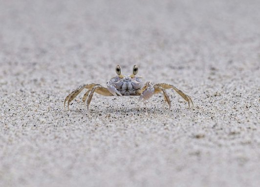 A ghost crab on a white beach