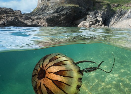 A compass jellyfish swimming near the surface of clear blue water, with a split above/below showing a round castle which is likely to be Tintagel Haven, Falmouth. The jellyfishes compass like marking can clearly be seen on its bell as black/ brown streaks