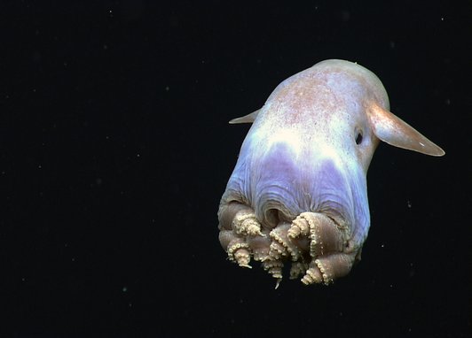 A dumbo octopus floating in the dark. Its ears are spread out.