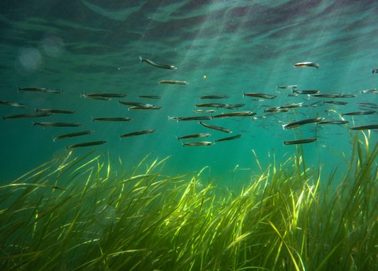 Sandeels swim above a seagrass meadow. With shafts of sunlight shining through the water, there's a stunning contrast between the vibrant green seagrass and the clear blue water.