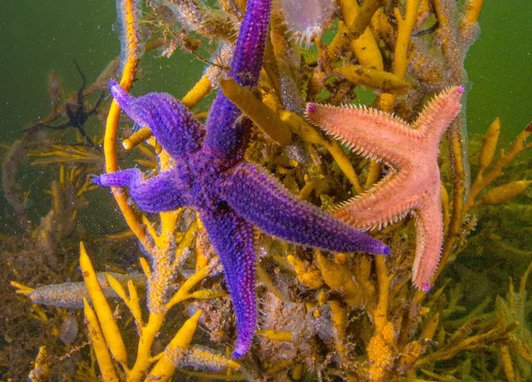 Purple and orange Common starfish on coral underwater