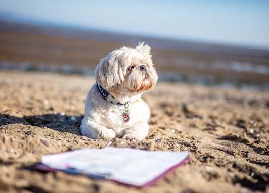 A white dog laying on a sandy beach with a form and clipboard in front of it.