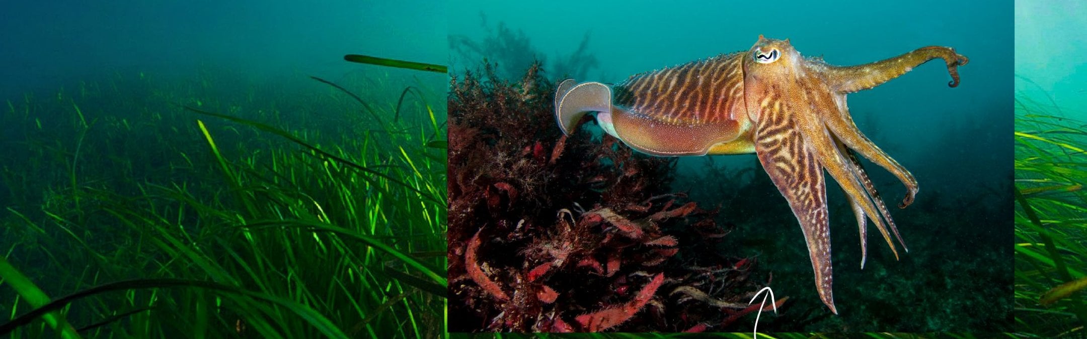 A vivid green seagrass meadow is pictured in turquoise water. Overlaid on top is a photograph of a common cuttlefish, it's skin shining in a beam of sunlight through the water.