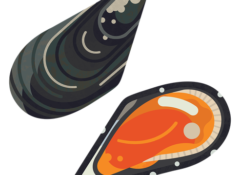 Mussel Chilean M 960.png