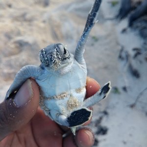 A hand holding a green turtle hatchling