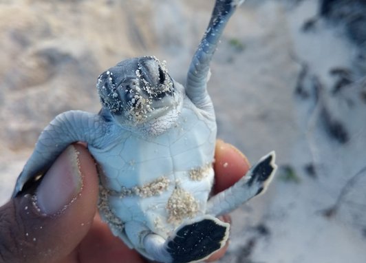 A hand holding a green turtle hatchling