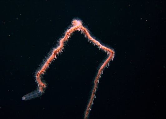 A string-like orange creature that makes up the Giant siphonophore surrounded by darkness. The entire creature is not seen in the image.