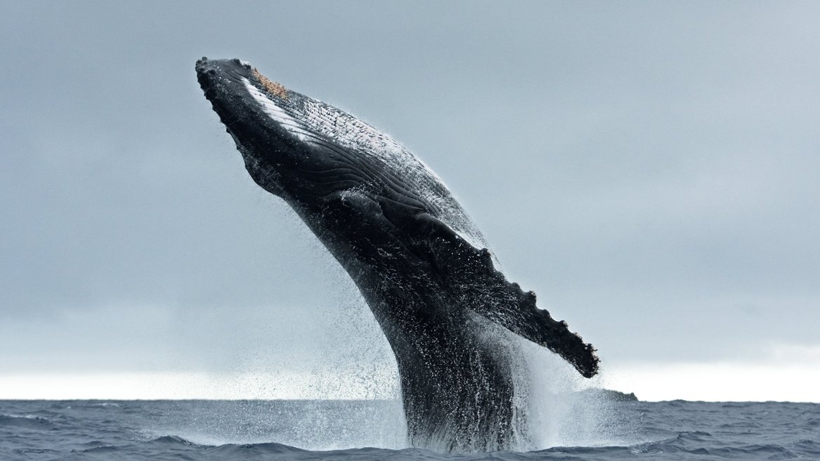 A majestic humpback whale breaches with almost its whole body propelled out of the water, Its underside points up towards the sky and the characteristic long knobbly flipper is clearly visible.