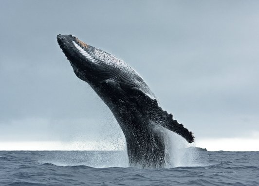 A majestic humpback whale breaches with almost its whole body propelled out of the water, Its underside points up towards the sky and the characteristic long knobbly flipper is clearly visible.