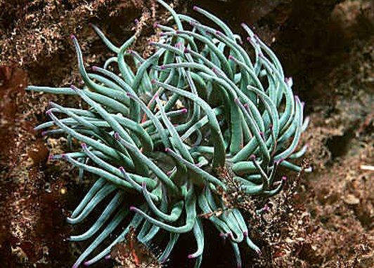 Snakelocks Anemone, commonly found in the eastern Atlantic Ocean and Mediterranean Sea.