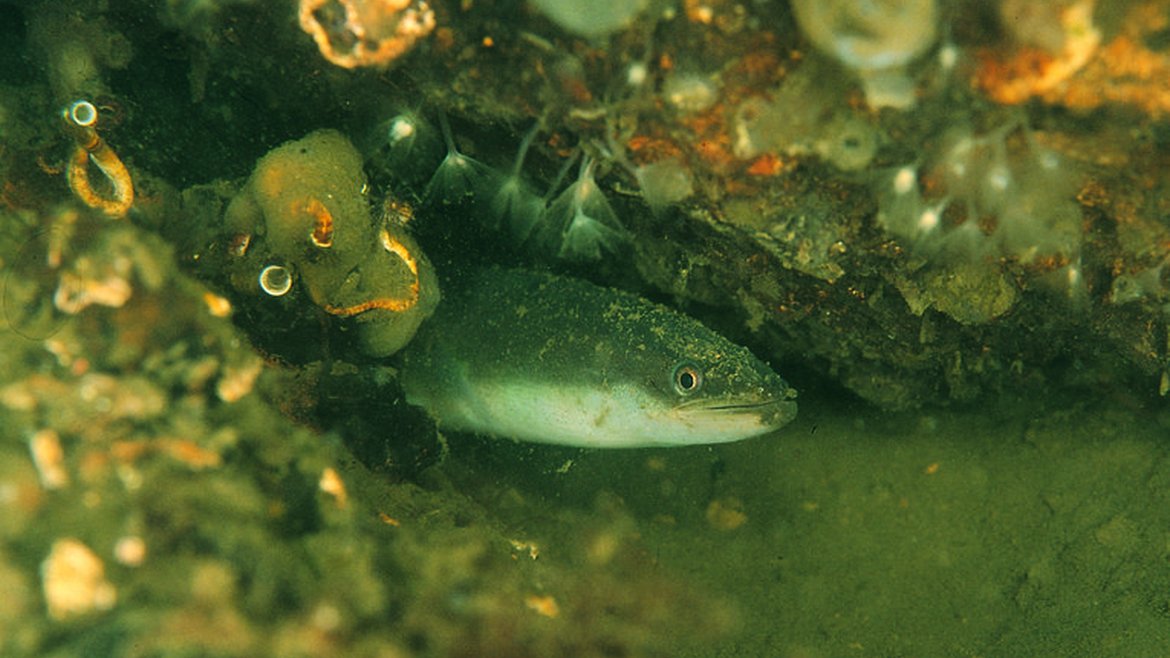 A european eel head can be seen poking out of a collection of rocks on the seabed.