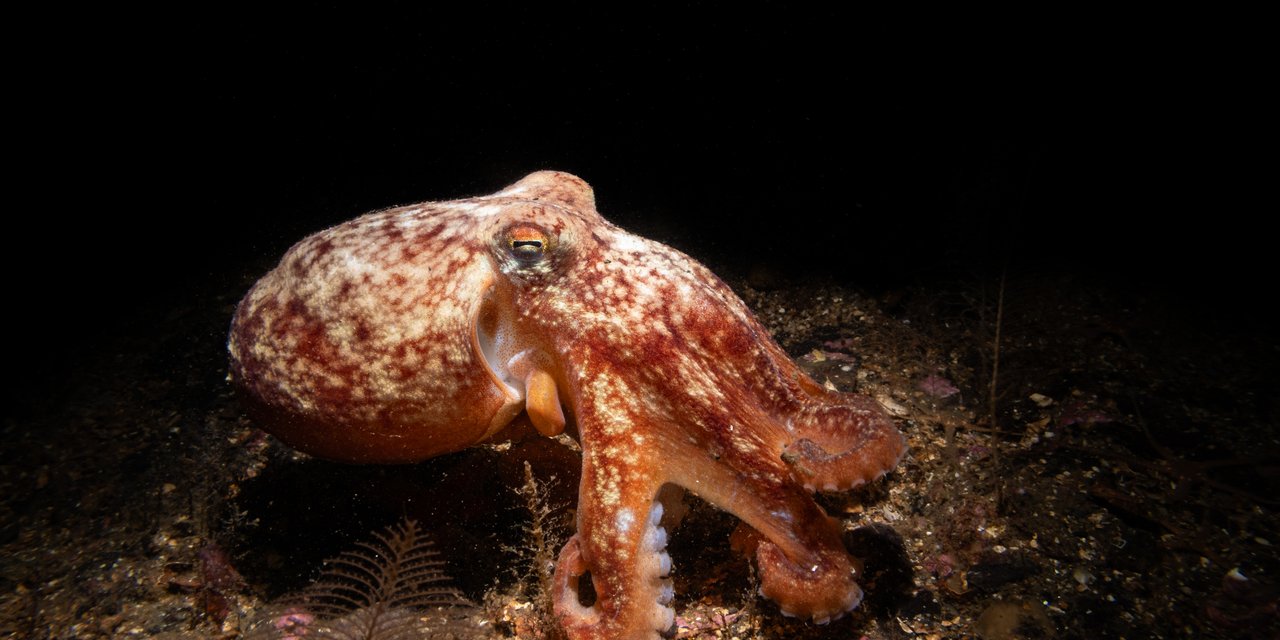 Lesser (curled) octopus | Marine Conservation Society