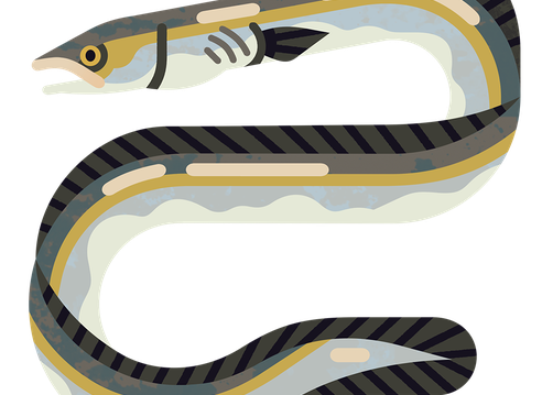 Eel Conger M 960.png