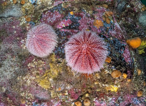 Several sea urchins resting on a reef