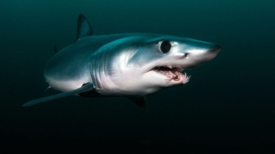 A shortfin mako shark swimming close to the camera. The water is murky are dark around it.