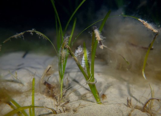 Little clusters of green seagrass are coming out of the sandy seabed. In the middle cluster of seagrass is a juvenile spiny seahorse with its tail wrapped around the grass.