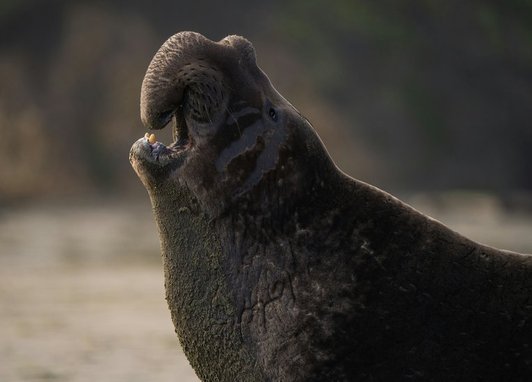 A close up of an elephant seal while it is vocalising. It is up looking toward the sky while it is making noise.