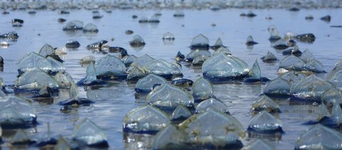 A large group of by-the-wind sailors are washed up on the shoreline.
