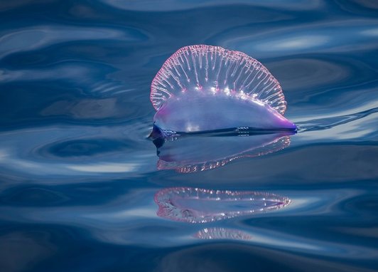 An iridescent, translucent purple and pink gas-filled bladder of a Portuguese man o' war floats on the surface of deep blue, undulating ocean water. The bladder, which acts as a sail, has a crimped, fan-like crest along its top edge
