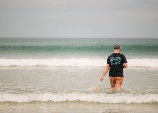 A man wearing a Marine Conservation Society t-shirt and orange swimming shorts walking into open water on a beach. His back is to the cameraand he is holding a net.