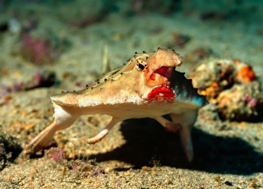 A red-lipped batfish on the sea floor. Its distinctive lips and large snout is easily seen. It is using its fins as legs.