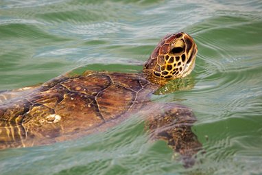 A Kemp's ridley turtle swimming above the ocean surface. Its head is lifted fully out of hte water while its body and shell are still under the waves.