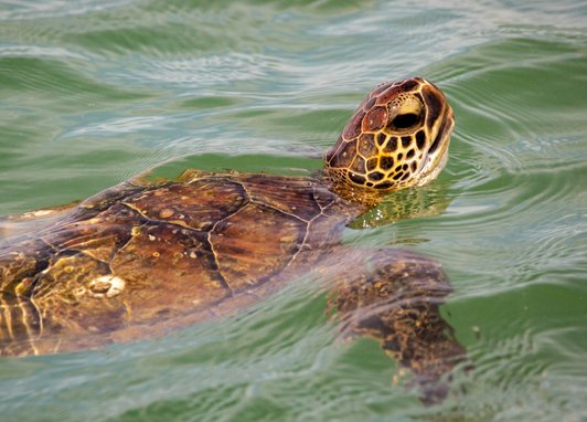 A Kemp's ridley turtle swimming above the ocean surface. Its head is lifted fully out of hte water while its body and shell are still under the waves.