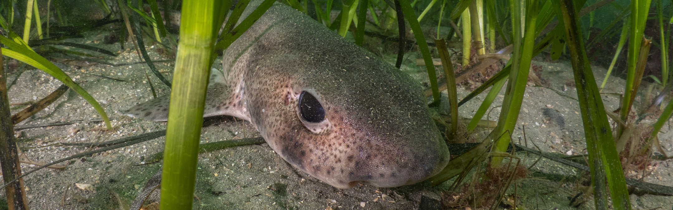 A cat shark rests on the ocean floor surrounded by seagrass. It is face-on, with big black eyes and speckled skin.