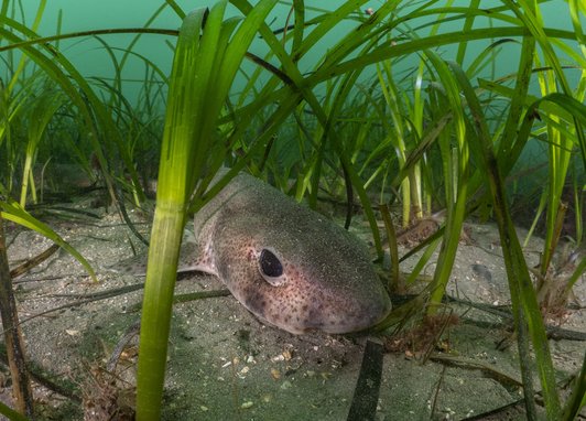A cat shark rests on the ocean floor surrounded by seagrass. It is face-on, with big black eyes and speckled skin.