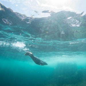 A seal swims solo in the ocean at Porthcurno, Cornwall. It is just below the surface with a bright sun visible above the water.
