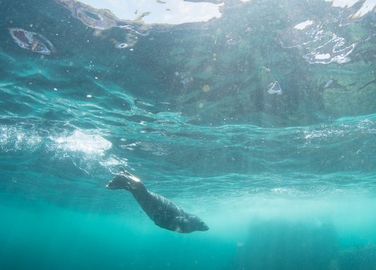 A seal swims solo in the ocean at Porthcurno, Cornwall. It is just below the surface with a bright sun visible above the water.