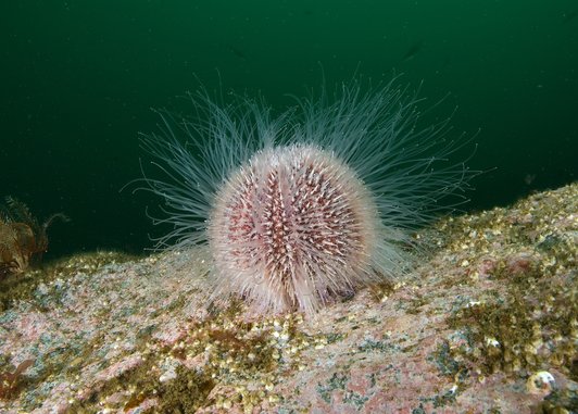 A orb-shaped sea urchin on the sea bed. It is light pink in colour and is covered in tiny thread like needles