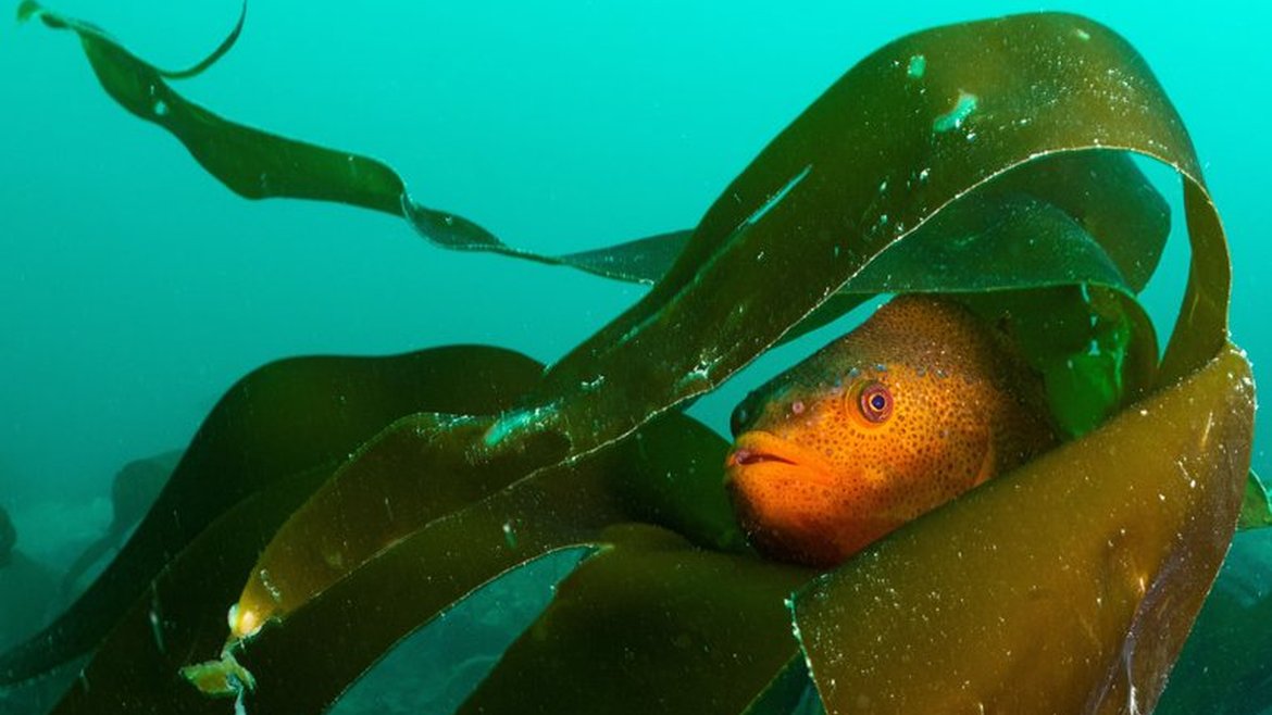 An orange lumpsucker fish hiding in some kelp.