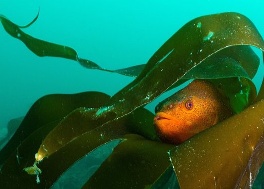 An orange lumpsucker fish hiding in some kelp.