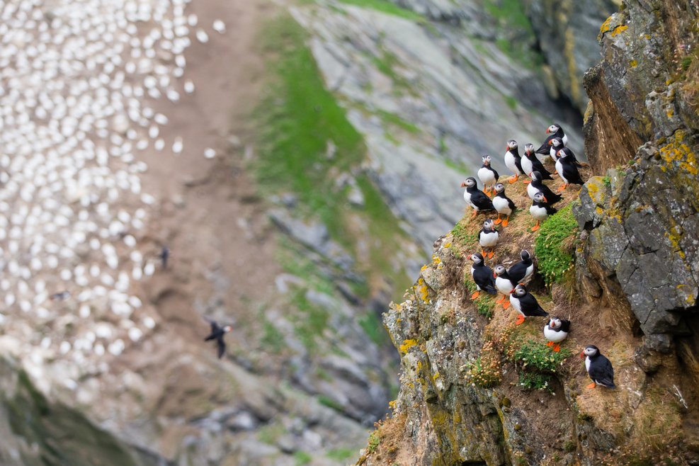 A top down view of a grassy cliffside. To the right is a group of puffins.