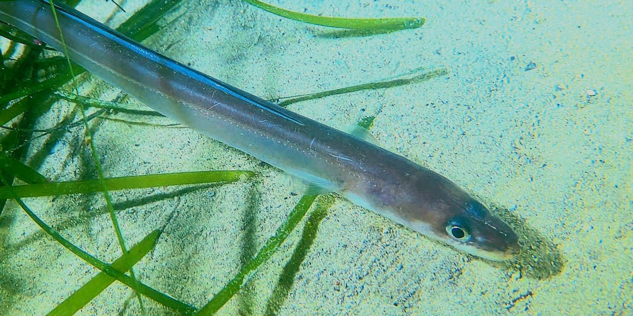 Conger (European) eel | Marine Conservation Society