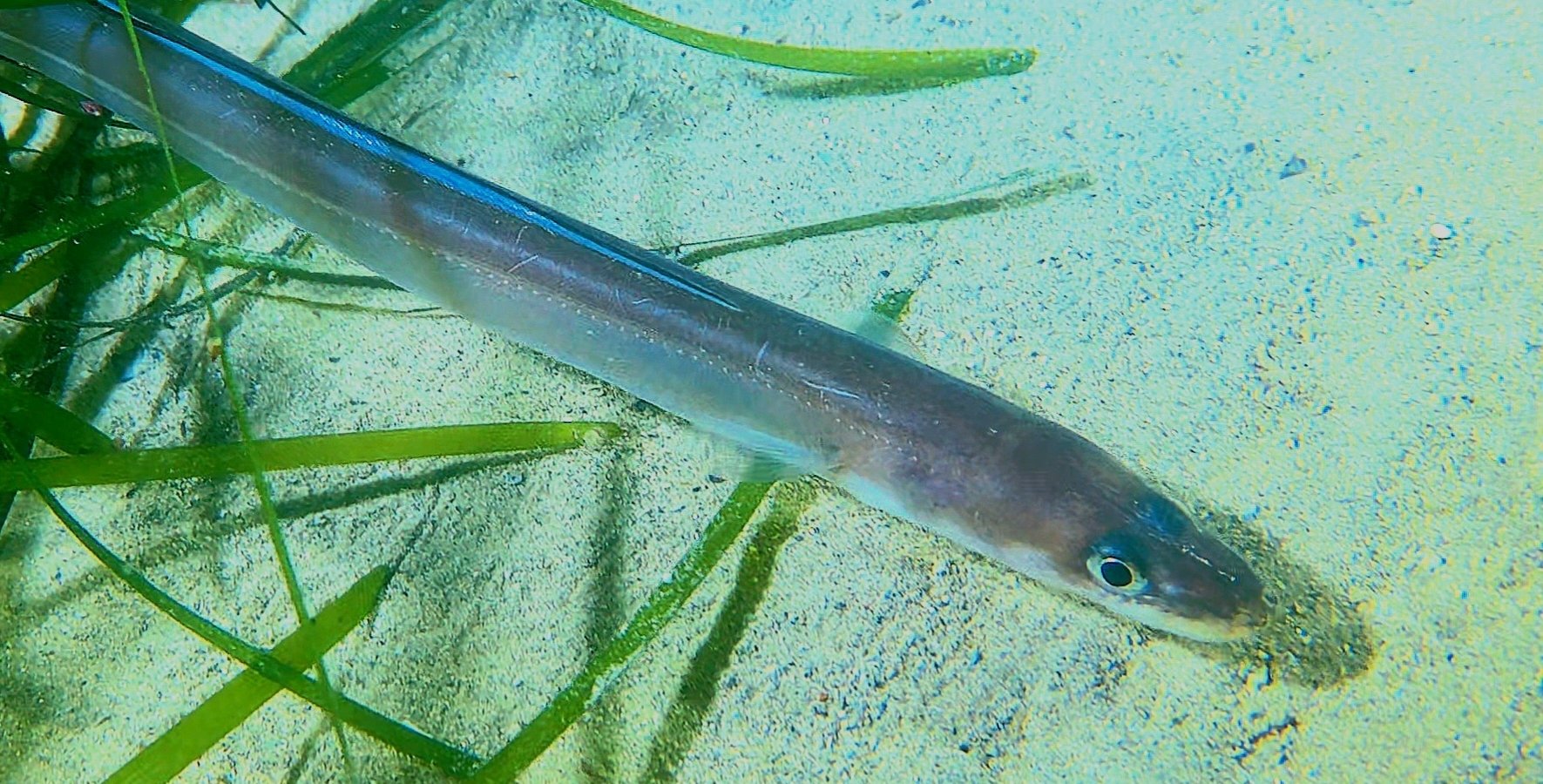 Conger (European) eel | Marine Conservation Society