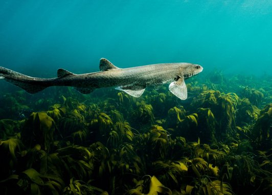 An underwater picture of a grey cat shark swimming over luscious green kelp. The cat shark is moving away from the camera.