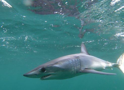 A full length grey mako shark can be seen side on in clear green-blue water. It has a large eye and pointed nose.