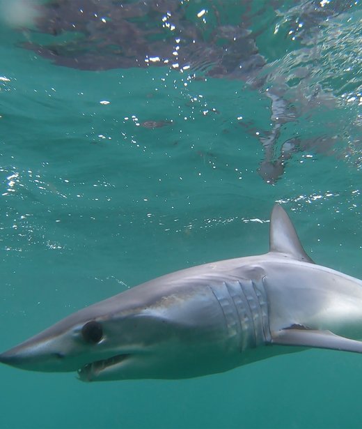 Shortfin mako shark