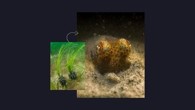 A common cuttlefish is photographed on the sandy seabed, its mottle skin blending in with its surroundings. To the left of the photograph is a smaller picture of some newly planted seagrass plants.