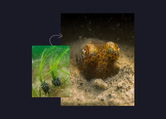 A common cuttlefish is photographed on the sandy seabed, its mottle skin blending in with its surroundings. To the left of the photograph is a smaller picture of some newly planted seagrass plants.