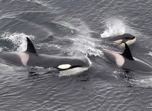 A pod of three orcas can be seen surfcaing just above the waves. You can see the tall dorsal fin and characteristic white saddle behind the fin on two, while the third looks like a smaller juvenile.