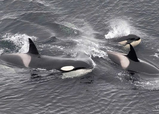 A pod of three orcas can be seen surfcaing just above the waves. You can see the tall dorsal fin and characteristic white saddle behind the fin on two, while the third looks like a smaller juvenile.