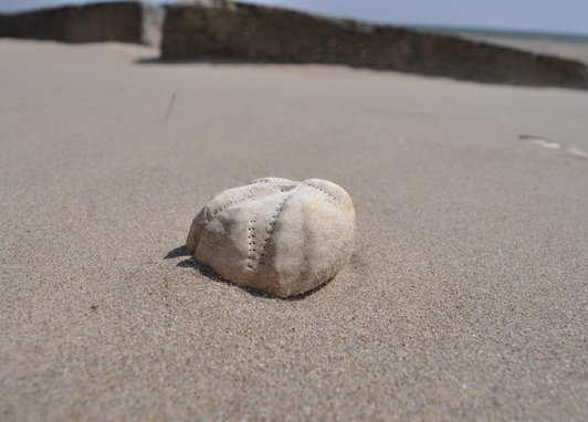 A heart-shaped beige urchin laying on a beach. It is surrounded by sand, some diftwood can be seen in the background