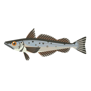 Cape hake